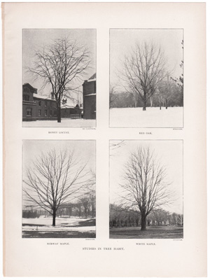 TREE USED AS A HITCHING POST – ALBANY, N.Y.